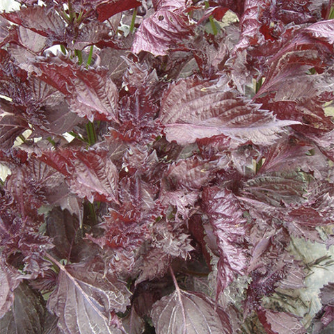 Perilla-Frutescens-Large-Leaf-Perilla-Seeds