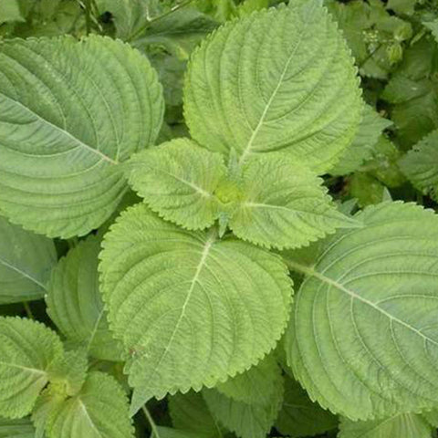 Perilla-Frutescens-Perilla-Seeds