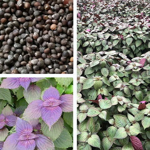 Perilla Frutescens & Perilla Seeds