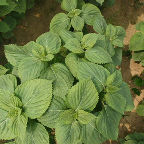 Perilla-Frutescens-Perilla-Seeds