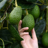 Persea americana & Avocado Seeds