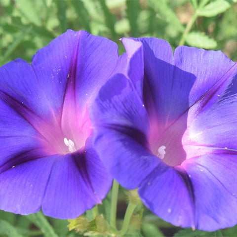 Petunia-Hybrida-Morning-Glory-Seeds
