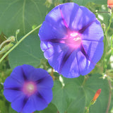 Petunia-Hybrida-Morning-Glory-Seeds