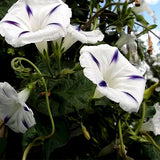 Petunia-Hybrida-Morning-Glory-Seeds