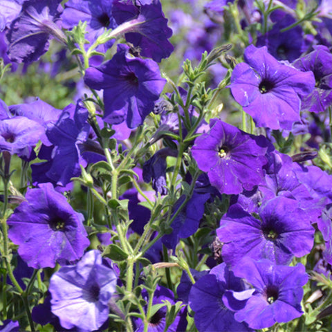 Petunia-Hybrida-Petunia-Seeds