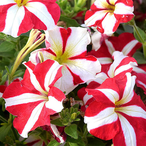 Petunia X Hybrida Seedling