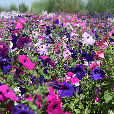 Petunia-Hybrida-Petunia-Seeds