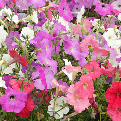Petunia-Hybrida-Petunia-Seeds