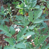 Peucedanum-praeruptorum-Peucedanum-Seeds