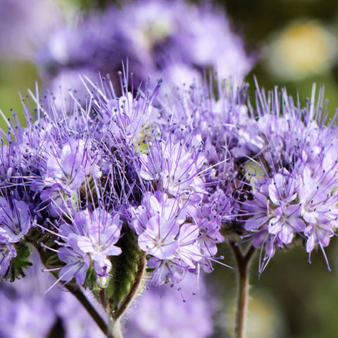 Phacelia Tanacetifolia Seeds