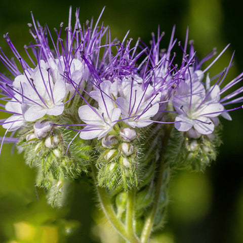 Phacelia Tanacetifolia Seeds