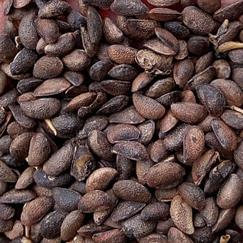 Phellodendron-amurense-Amur-cork-tree-Seeds