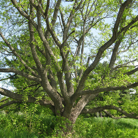 Phellodendron-amurense-Amur-cork-tree-Seeds