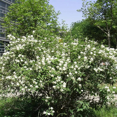 Philadelphus-incanus-Prunus-acuminata-Seeds