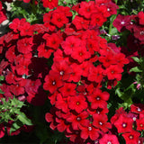 Phlox-Drummondii-Annual-Phlox-Seeds