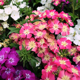 Phlox-Drummondii-Annual-Phlox-Seeds