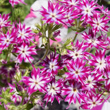 Phlox-Drummondii-Annual-Phlox-Seeds