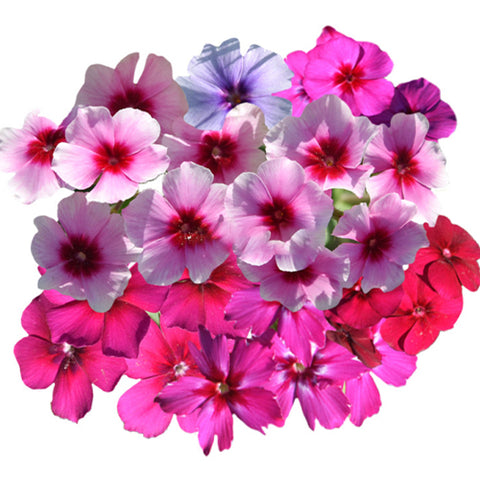Phlox-Drummondii-Annual-Phlox-Seeds