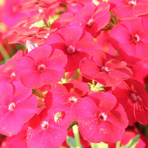 Phlox Drummondii & Drummond Phlox Seeds