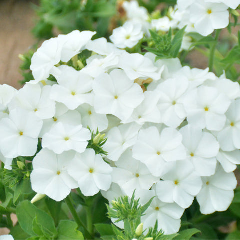 Phlox Drummondii & Drummond Phlox Seeds