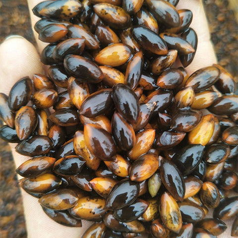 Phoebe-zhennan-Golden-Phoebe-Seeds