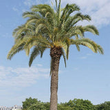 Phoenix Canariensis & Canary Date Tree Seeds