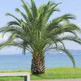 Phoenix Canariensis & Canary Date Tree Seeds