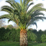 Phoenix Canariensis & Canary Date Tree Seeds