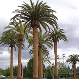 Phoenix Canariensis & Canary Date Tree Seeds