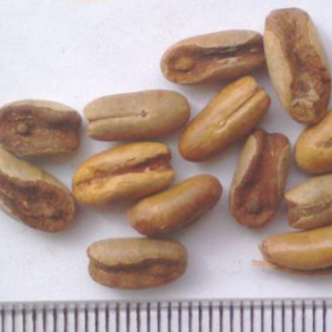 Phoenix Roebelenii & Dwarf Date Palm Seeds