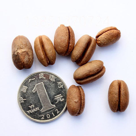 Phoenix Canariensis & Canary Date Tree Seeds