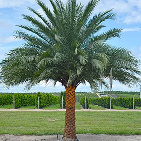 Phoenix Sylvestris & Silver Date Palm Seeds