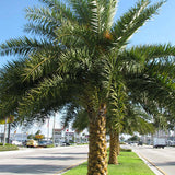 Phoenix Sylvestris & Silver Date Palm Seeds