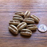 Phoenix Sylvestris & Silver Date Palm Seeds