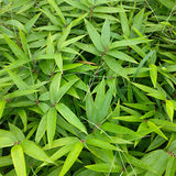 Phyllostachys edulis & Moso bamboo Seeds