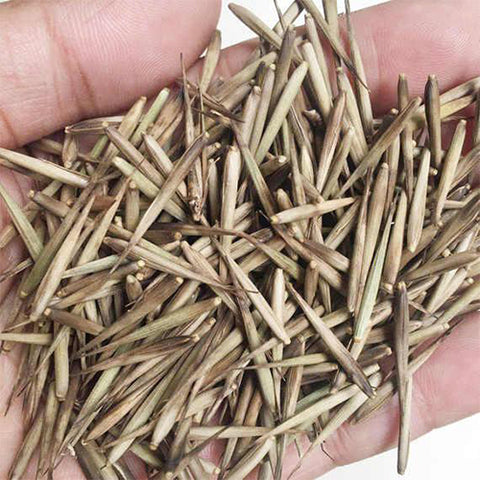 Phyllostachys edulis & Moso bamboo Seeds