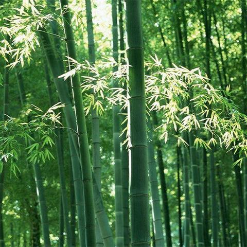 Phyllostachys edulis & Moso bamboo Seeds