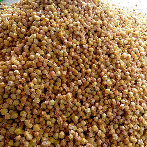 Physalis-peruviana-Cape-gooseberry-Seeds