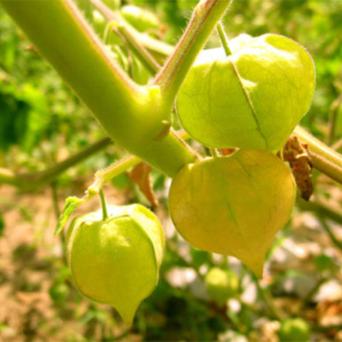 Physalis-peruviana-Cape-gooseberry-Seeds