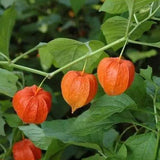 Physalis-peruviana-Red-Cape-gooseberry-Seeds