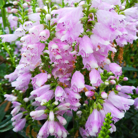 Physostegia Virginiana & False Dragonhead Seeds