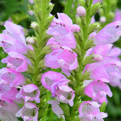 Physostegia Virginiana & False Dragonhead Seeds