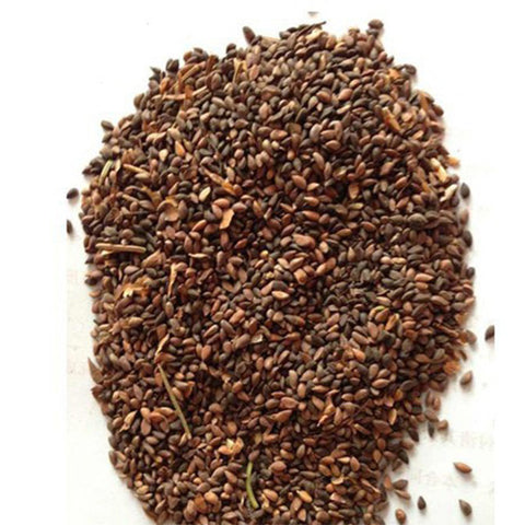 Picea asperata & Dragon spruce Seeds