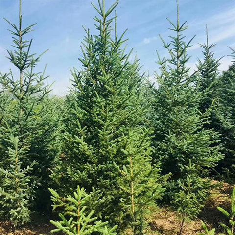 Picea asperata & Dragon spruce Seeds