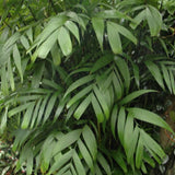 Pinanga Discolor & Pinanga Baviensis Seeds