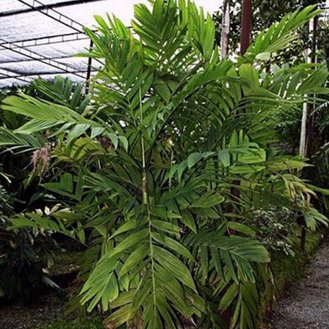 Pinanga Discolor & Pinanga Baviensis Seeds