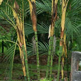 Pinanga Discolor & Pinanga Baviensis Seeds