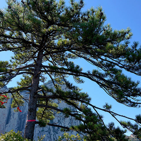 Pinus armandii & Chinese white pine Seeds