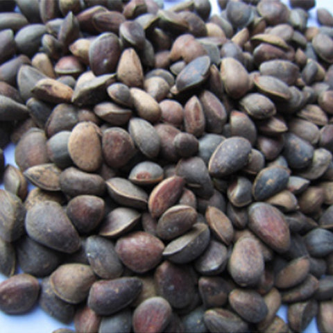 Pinus armandii & Chinese white pine Seeds