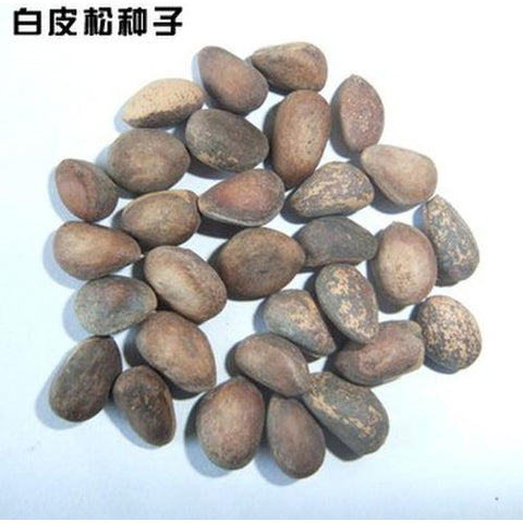 Pinus bungeana & Bunge's pine Seeds